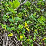 Wikstroemia indica Leaf