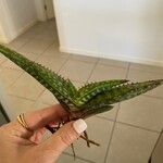 Aloe macrocarpa Blatt