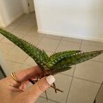 Aloe macrocarpa List