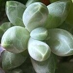 Pachyphytum compactum Liść