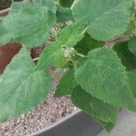 Salvia dorisiana Leaf