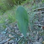 Bupleurum rigidum Leaf