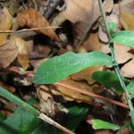 Lactuca viminea Blad