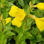 Oenothera fruticosa Leaf