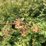 Berberis vulgarisFruchs