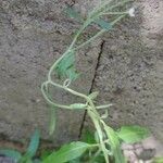 Epilobium lanceolatum Habit