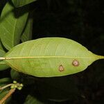 Ficus citrifolia Leaf