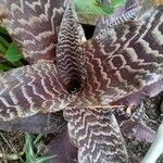 Cryptanthus zonatus Blad