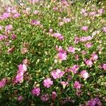 Gypsophila muralisFlower