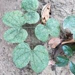 Bauhinia tomentosa 葉