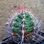 Thelocactus bicolor Лист