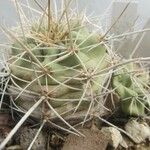 Echinocereus triglochidiatus आदत