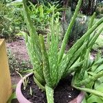 Aloe officinalis Lapas