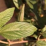 Corchorus olitorius Leaf