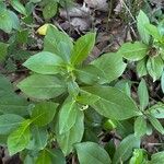 Daphne pontica Leaf