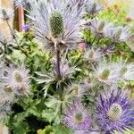 Eryngium alpinum عادت داشتن