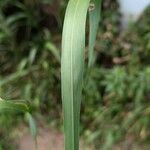 Setaria pumilaFoglia