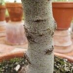 Laurus nobilis Bark