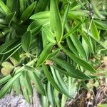 Armeria cantabrica Leaf