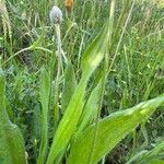 Plantago lagopus Агульны выгляд