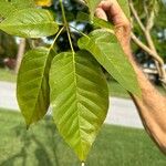 Tabebuia roseaLeht