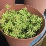 Sedum mexicanum Blad