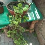 Plectranthus verticillatus List