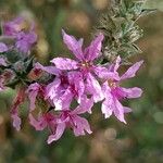 Lythrum virgatumFleur