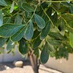 Dermatophyllum secundiflorum Leaf