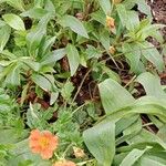 Geum coccineum ശീലം