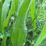 Plantago lagopus Folha