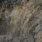 Kickxia scoparia Libunga