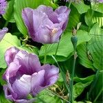 Tulipa lortetii Blüte