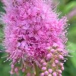 Spiraea salicifolia Blomma