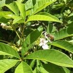 Vitex megapotamica Folio