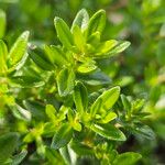 Thymus longicaulis 葉