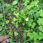 Mazus pumilus Folha