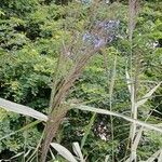 Phragmites australis Flor