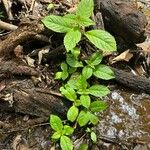 Drymonia serrulata পাতা