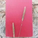 Setaria sphacelata Cvet