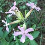 Saponaria officinalis Fula