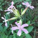 Saponaria officinalis Kvet