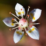 Micranthes bryophora Flower