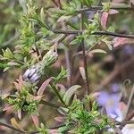 Symphyotrichum cordifolium Листок