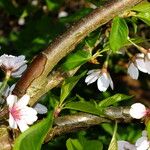 Prunus × yedoensis چھال