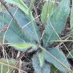 Hieracium glaucinum Leaf