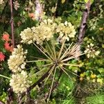 Angelica atropurpurea Цвят