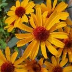 Heliopsis helianthoides अन्य