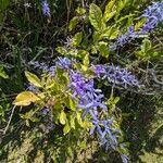 Petrea volubilis Flor