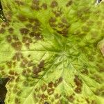 Podophyllum cv. 'Kaleidoscope' Folha